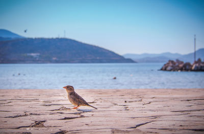 Sparrow by river against blue sky on sunny day