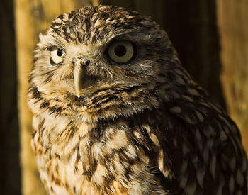 Close-up portrait of owl