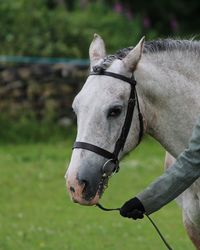 Close-up of a horse on field