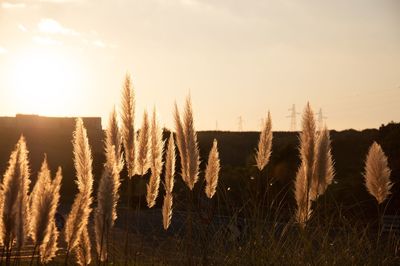 View of stalks on field against sky during sunset