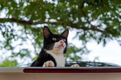 Low angle view of a cat