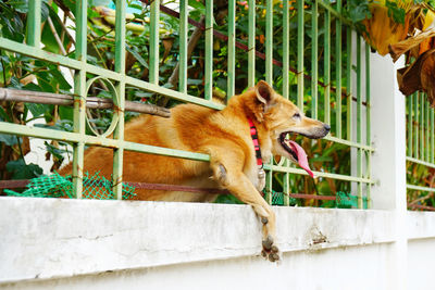 View of a dog looking away