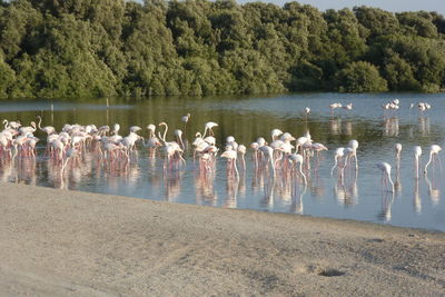 View of flamingos in dubai creek, uae. 