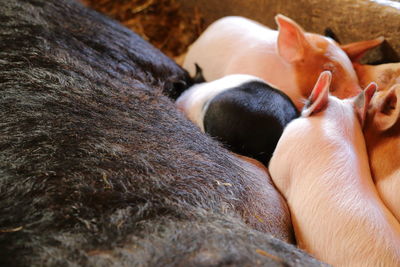Close-up of piglets sleeping