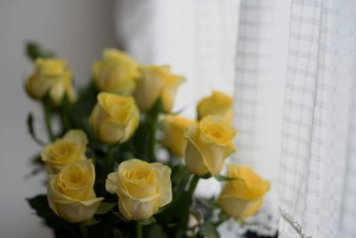 Close-up of white roses