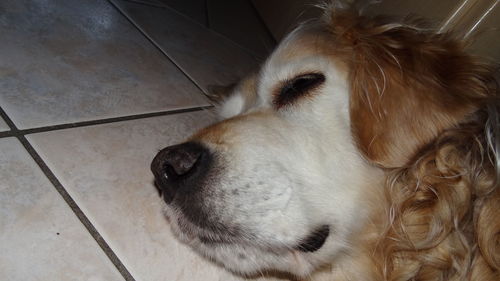 Close-up of dog relaxing on floor