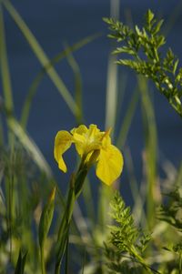Close-up of yellow flowers blooming outdoors
