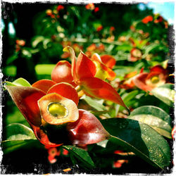 Close-up of red flower
