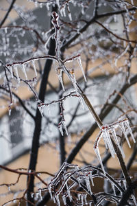 Close-up of frozen plant