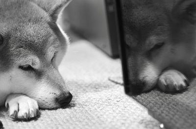 Close-up of dog sleeping