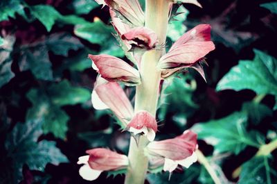 Close-up of flowering plant