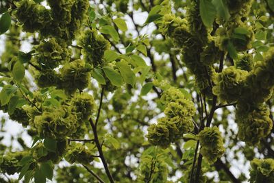 Close-up of flowering plant against trees