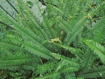 Close-up of green leaves on tree in forest