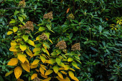 High angle view of yellow flowering plants