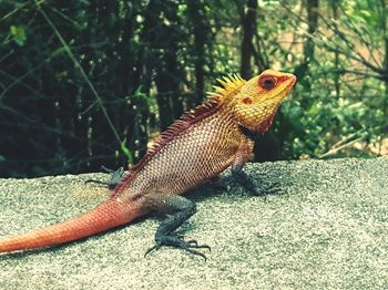 Close-up of lizard