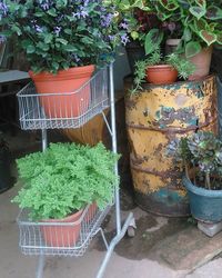 Potted plants in backyard