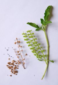 Close-up of holy basil seed, flower, and leaf.