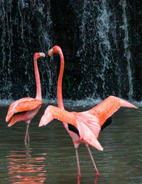 View of a bird against lake