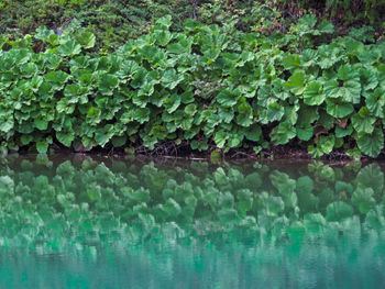 Close-up of green plants on lake