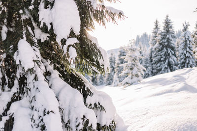 Trees on snow covered landscape