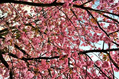 Low angle view of pink cherry blossom tree