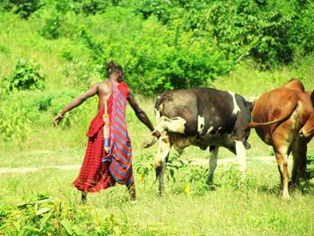 Rear view of masai pulling cow leg on grassy field