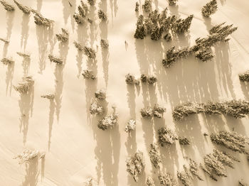 Low angle view of plants against sky during winter