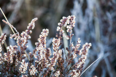 Close-up of plant