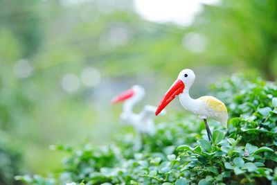 Close-up of stork figurines on green plants