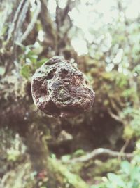 Close-up of moss growing on tree trunk