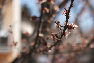 Close-up of cherry blossom