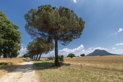 Trees on field against sky