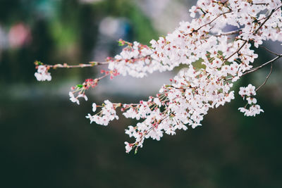 Close-up of pink flowers on branch