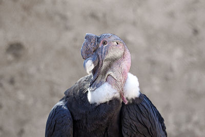 Close-up of a bird