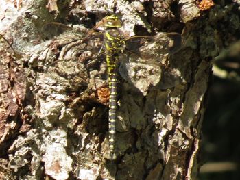 Full frame shot of tree trunk