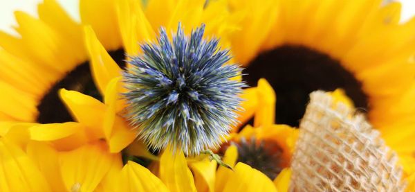 Close-up of yellow flowering plant