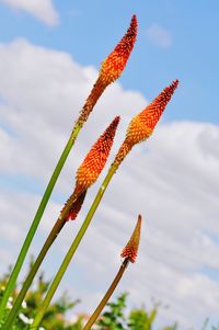 Close-up of plant against sky