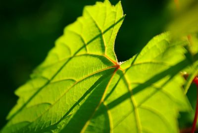 Close-up of green leaves