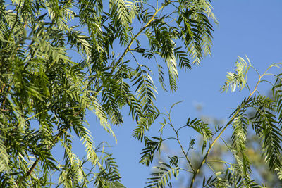 Low angle view of plants against clear blue sky