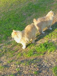 Dog standing on grassy field