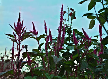 Close-up of plants against sky