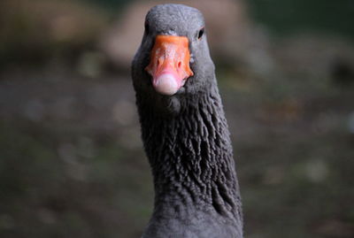 Close-up of swan