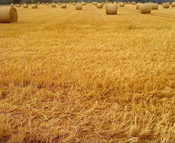 Full frame shot of agricultural field