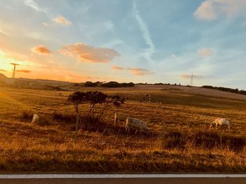 Scenic view of field against sky during sunset