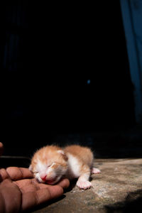 Close-up of cat lying on street