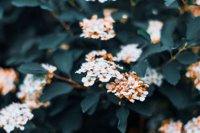 Close-up of flowering plant