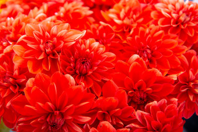 Close-up of red flowering plants