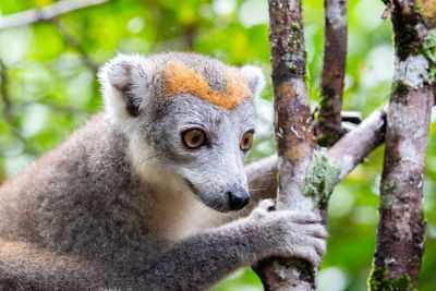 Close-up of a squirrel on tree