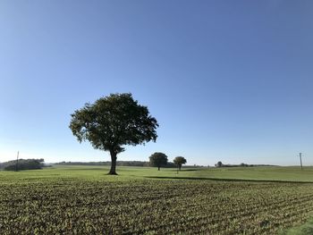 Scenic view of agricultural field against clear sky