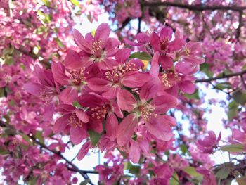 Close-up of pink cherry blossom
